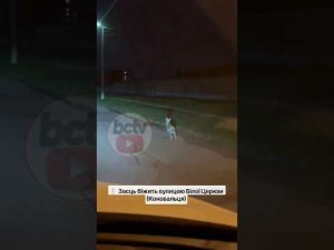 🐇 Заєць біжить вулицею Білої Церкви (Коновальця)